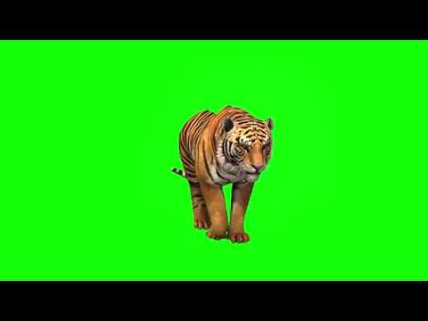 tiger-green-screen-video,-editing-software-video,-kinemaster-editing-video