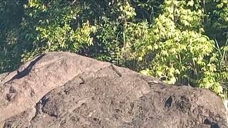 King Cobra Or Banakon