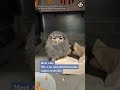 Tiny owl saved from fire: Meet Ash the Owl #wildfire #owl