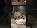 Tiny owl saved from fire: Meet Ash the Owl #wildfire #owl
