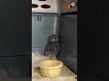 Tiny owl saved from fire: Meet Ash the Owl #wildfire #owl