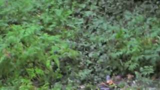 MOV087.MOD