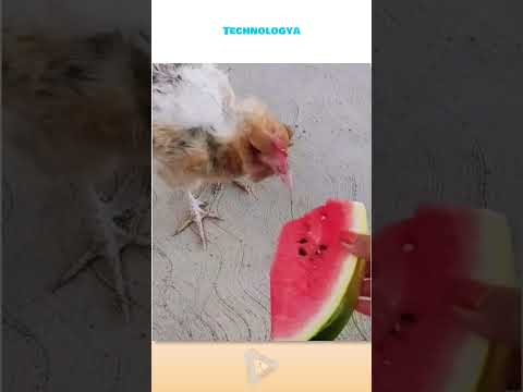 I want a chicken so bad!