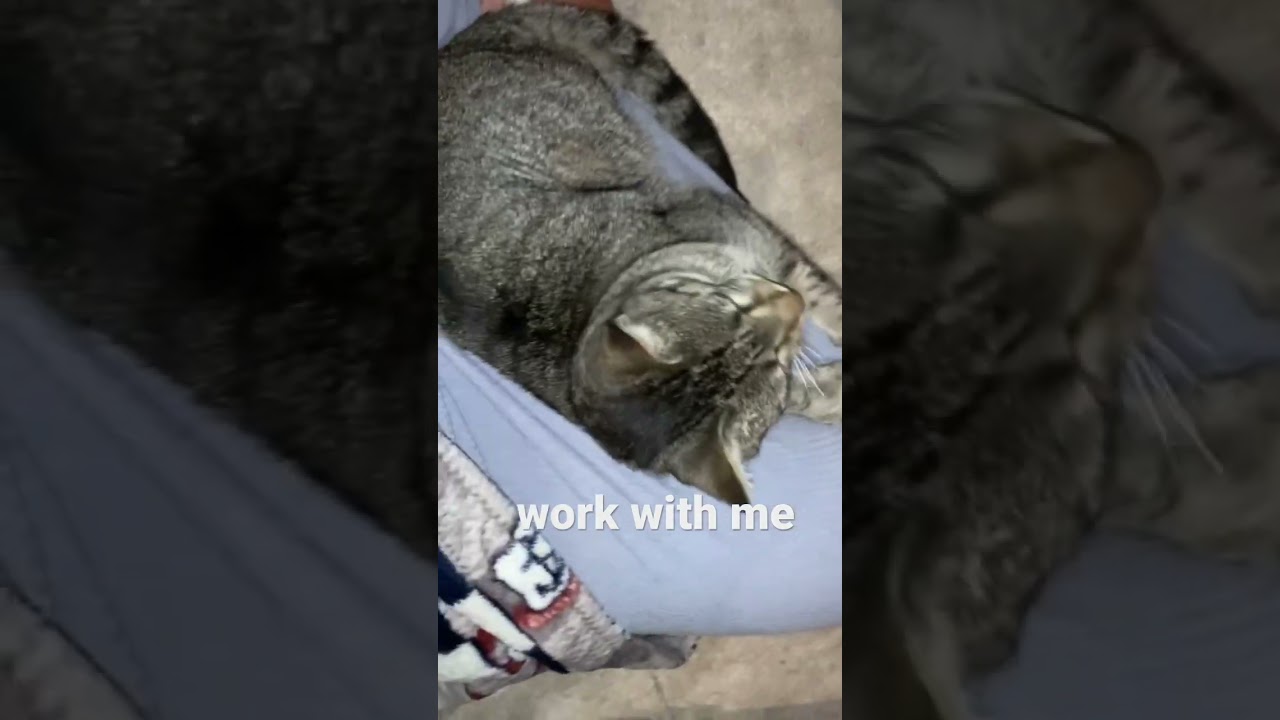 Surprising benefit of house sitting my way around Portugal is that I get to enjoy CATS 😻