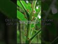 Ameisen Unfassbar aber wahr #Shorts #Bio #Tiere #Natur #Wissen