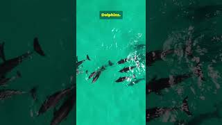 This Lagoon Is So Big It Looks Like an Ocean 🌊 News