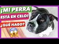 ¡MI PERRA ESTÁ EN CELO! 🆘 - TODO LO QUE DEBES SABER ✅