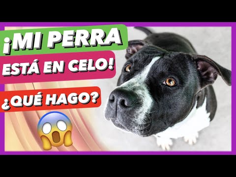 Video: ¿Puede cambiar el humor de mi perro cuando está en celo?
