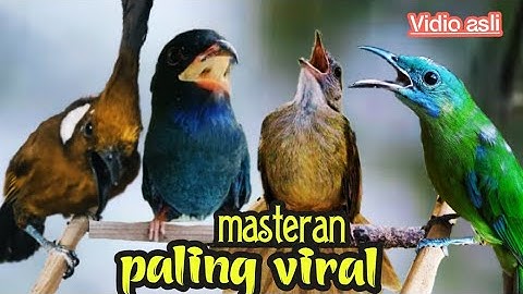MASTERAN PALING VIRAL || TEMBAKAN NGEDURR PANJANG BERJEDAH || cungkok ,cililin ,tembak ,Tengkek Buto