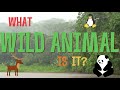 What wild animal is it?