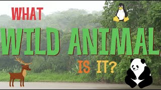 What wild animal is it?