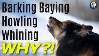 Barking Dogs! Understanding Canine Vocalization To Prevent Nuisance Barking #238 #podcast