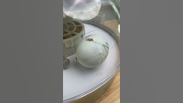Hatching a dinosaur #duck #duckling #hatching #egg #hatchingeggs #hatch