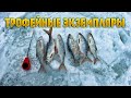 ЗАБРАЛ ПРИКОРМКУ / УЕХАЛ ЗА ТРОФЕЙНЫМИ ЭКЗЕМПЛЯРАМИ 🐟