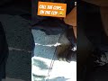 He yells, CALL THE COPS...on the cops