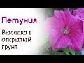 Высадка петуний в открытый грунт. Создание клумбы из петуний