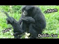 Baby Siamang Gibbon - Dublin Zoo