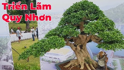 Trước Giờ Khai Mạc Triển Lãm Bonsai, Sinh Vật Cảnh Quy Nhơn, Bình Định 2022.