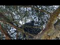 Pigeon breeding Nest Pine Tree - Taube brütet - Nest in KiefernBaum Part 1