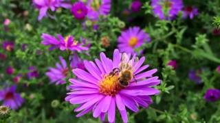 Видеофон Пчела На Цветке