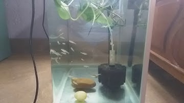 Sóc đầu đỏ bơi theo đàn!!!