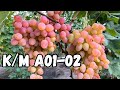 Г/ф К/м А01-02, власна селекція, у процесі випробування.