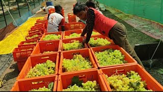 Grapes Forming In India