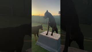 Spartan the Canis Panther with Remmee the Doberman