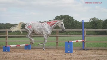 Horses Inside Out: Anatomy in Action