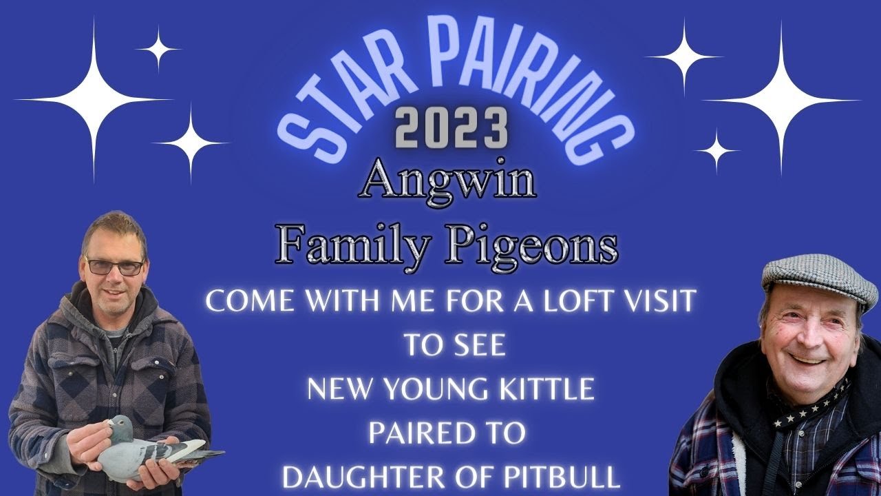 Vari Angwin Angwin Family Pigeons - Star Pairing - Son Of Kittel x Daughter of ...