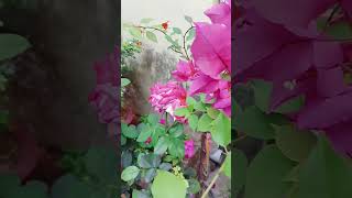 beautiful flowers #gardening #beautifulgarden #roses beauty #shortvideo #viral #youtubeshorts