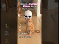 Ranking the FUNNIEST Cats ALIVE 🐱😂#catmemes #catmoments #cutecats #viral #shorts #ranking #pets