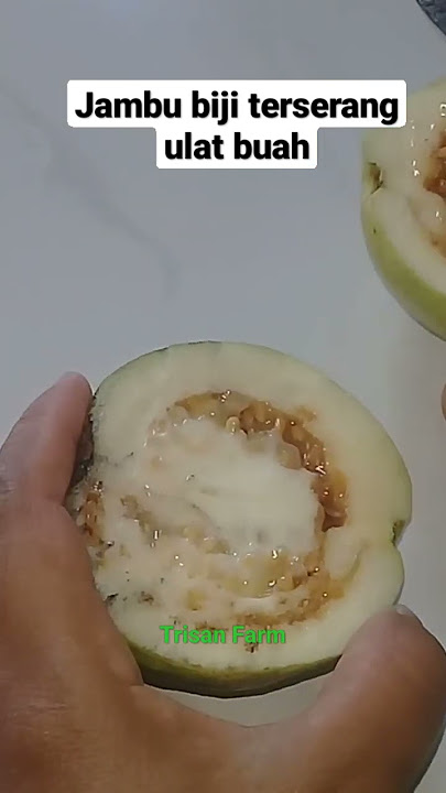 Jambu Biji terserang ulat buah