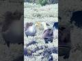 Waved Albatross Love Dance ❤️ 💃 | Courtship Ritual in the Galápagos