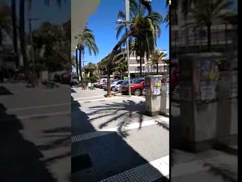 VIDEO: Una palmera cae sobre un coche en Punta Umbría