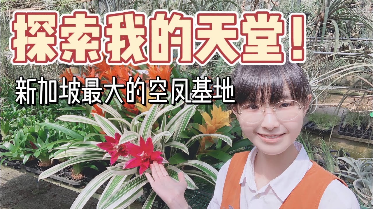 【今天聊空鳳】探索新加坡空气凤梨的大基地！