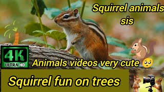 squirrel videos for cats to watch | squirrel videos for dogs | squirrel videos for kids | animals