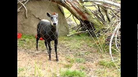 erik and lily duiker