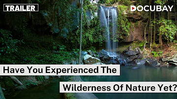 Discover The Unseen Beauty Of Nature & Wildlife In The Documentaries On DocuBay