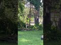Tree Cutting Dewalt Chainsaw