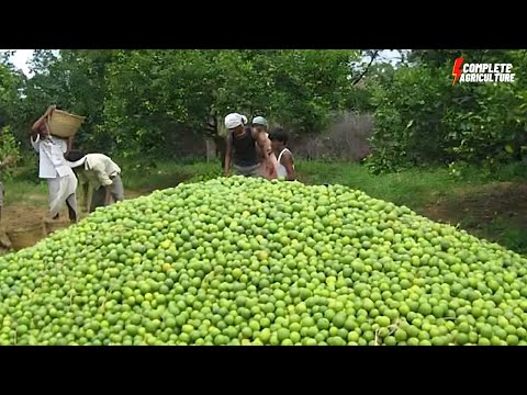 Video: Tashkent Lemon: descrierea soiului, caracteristicile de cultivare