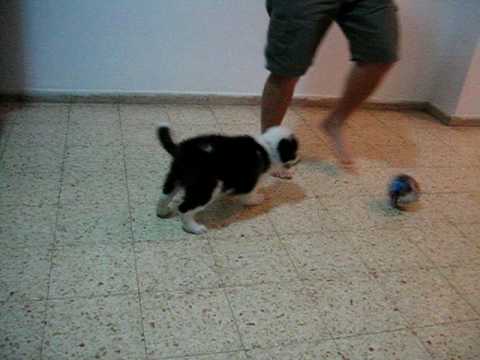 joy border collie 2 month old puppy playing soccer - YouTube