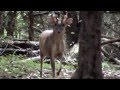 Barking Muntjac