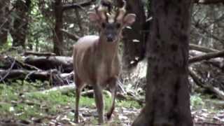 Barking Muntjac