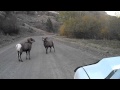 Asotin County Big Horn Sheep