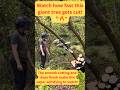 Insane Tree Cutting with Chainsaw 🌲🪚 | Satisfying Wood Work #shorts