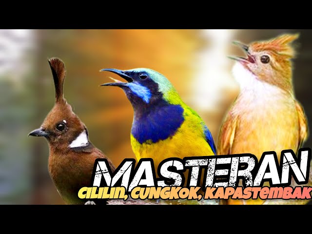 🔴MASTERAN MUTAI BATU TERBAIK || sound jernih📢 jeda 2menit lebih mudah di tangkap burung class=