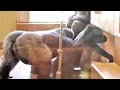 Annie assists Kiyomasa by interrupting Shabani. Gorilla, Silver back.