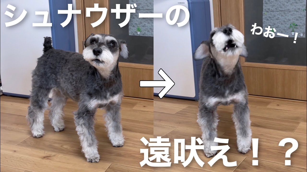 小さな体なのにバカみたいな声量で吠えるシュナウザー犬、もはや遠吠え。