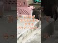 「石ちゃん保護猫活動日記【その後】｜12/7(日)18:00~配信予定」 #shorts #沖縄旅行 #保護猫活動 #猫との信頼関係 #おなは薬局番外編